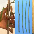 Pakistan Long Black Mulberry – 4 Fresh Cuttings for Grafting or Rooting, No Root Included Pakistan Long Black Mulberry – 4 Fresh Cuttings for Grafting or Rooting, No Root Included