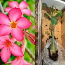 Pink Desert Rose Adenium – Well Rooted Cutting, Ships Without Pot, Tropical Succulent Pink Desert Rose Adenium – Well Rooted Cutting, Ships Without Pot, Tropical Succulent