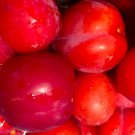 Japanese Red Plum Cuttings – 4 Fresh Stems for Grafting or Rooting, Edible Fruit Tree