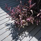 Purple Heart Plant – 14 Fresh Live Cuttings, Tradescantia Pallida for Rooting & Propagation Purple Heart Plant – 14 Fresh Live Cuttings, Tradescantia Pallida for Rooting & Propagation