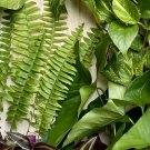 Rooted Houseplant Cuttings – 20 Mixed Starter Plants, 4 Varieties for Indoor Propagation Rooted Houseplant Cuttings – 20 Mixed Starter Plants, 4 Varieties for Indoor Propagation