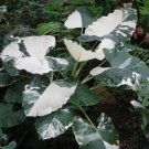 Milky Way Elephant Ear – Colocasia esculenta Small Rooted Starter Plant for Garden Milky Way Elephant Ear – Colocasia esculenta Small Rooted Starter Plant for Garden