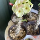 Euphorbia Milii Corona de Cristo – Crown of Thorns Rooted Cutting with Colorful Blooms Euphorbia Milii Corona de Cristo – Crown of Thorns Rooted Cutting with Colorful Blooms