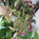 Baby Bunny Bellies Tradescantia – 7 Unrooted Fuzzy Plant Cuttings for Rooting & Growing Baby Bunny Bellies Tradescantia – 7 Unrooted Fuzzy Plant Cuttings for Rooting & Growing