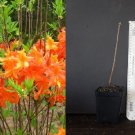 Frontier Gold Aromi Azalea – Deciduous Rhododendron Starter Plant (Dormant Small Size)