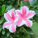 Conversation Piece Azalea Cuttings – Two-Tone Pink Variegated Rhododendron Re-Blooming Variety Conversation Piece Azalea Cuttings – Two-Tone Pink Variegated Rhododendron Re-Blooming Variety