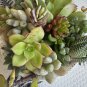 10 Assorted Succulent Cuttings – Mixed Varieties for Terrariums, Fairy Gardens & Dish Displays
