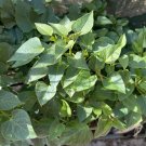 10 Rooted Sweet Potato Vines – Ipomoea batatas Cuttings Ready for Planting in Garden or Pots