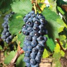 Concord Grape Vine Cuttings (10) – Vitis labrusca Fresh Green Cuttings for Rooting & Growing Concord Grape Vine Cuttings (10) – Vitis labrusca Fresh Green Cuttings for Rooting & Growing