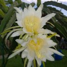 Physical Graffiti Dragon Fruit Cuttings (2) – 8–12” Hylocereus Stems for Rooting & Growing Physical Graffiti Dragon Fruit Cuttings (2) – 8–12” Hylocereus Stems for Rooting & Growing