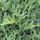 Ice Plant Live Cuttings – Purple Flower Succulent, Hardy Groundcover, Large Healthy Stems Ice Plant Live Cuttings – Purple Flower Succulent, Hardy Groundcover, Large Healthy Stems