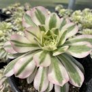 Aeonium Variegated Maybach Cutting (3.5”) – Live Succulent Plant with Colorful Rosettes Aeonium Variegated Maybach Cutting (3.5”) – Live Succulent Plant with Colorful Rosettes
