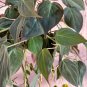 Philodendron Micans Cutting â Velvet Heartleaf Plant for Propagation & Indoor Growing