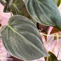 Philodendron Micans Cutting â Velvet Heartleaf Plant for Propagation & Indoor Growing