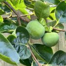 Japanese Fuyu Persimmon Tree Cuttings – 5 Fresh Scions 6–8in for Rooting or Grafting Japanese Fuyu Persimmon Tree Cuttings – 5 Fresh Scions 6–8in for Rooting or Grafting