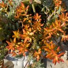 Sedum βFirestormβ Cuttings β 3 Live Succulent Stems (3β4β³) for Rooting & Container Gardens Sedum βFirestormβ Cuttings β 3 Live Succulent Stems (3β4β³) for Rooting & Container Gardens