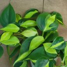 Philodendron Brasil – 3in Pot Variegated Heartleaf Plant | Easy Care Indoor Houseplant