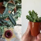 Huernia zebrina Lifesaver Plant – Fully Rooted 3in Pot Exotic Succulent Plug Huernia zebrina Lifesaver Plant – Fully Rooted 3in Pot Exotic Succulent Plug