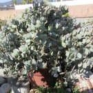Silver Dollar Jade Cuttings – 10 Live Crassula arborescens Succulent Stems for Rooting
