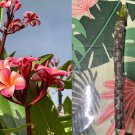 Pink Plumeria Cuttings – 25 Unrooted 10in Starter Stems for Tropical Flowering Trees Pink Plumeria Cuttings – 25 Unrooted 10in Starter Stems for Tropical Flowering Trees