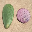 Purple Santa Rita Prickly Pear – Opuntia violaceae Cactus Cuttings for Rooting & Planting
