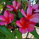 Pink-Orange Plumeria Cutting (7–12in) – Fresh Live Stem for Tropical Flowering Trees Pink-Orange Plumeria Cutting (7–12in) – Fresh Live Stem for Tropical Flowering Trees