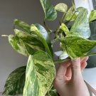 Marble Queen Pothos β 2β3 Live Cuttings (3 Leaves) | Devilβs Ivy Easy Indoor Houseplant Marble Queen Pothos β 2β3 Live Cuttings (3 Leaves) | Devilβs Ivy Easy Indoor Houseplant