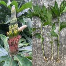 Yellow Spiral Ginger – 3 Rooted Cuttings (Dimerocostus strobilaceus) Tropical Hawaii Plant Yellow Spiral Ginger – 3 Rooted Cuttings (Dimerocostus strobilaceus) Tropical Hawaii Plant
