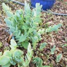 Kalanchoe marnieriana – Live Succulent Cuttings | Blue-Green Leaf Rosette Plant Kalanchoe marnieriana – Live Succulent Cuttings | Blue-Green Leaf Rosette Plant