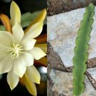 Vista Sun Orchid Cactus – 8–10" Live Cutting | Epiphyllum Hybrid with Yellow Blooms Vista Sun Orchid Cactus – 8–10" Live Cutting | Epiphyllum Hybrid with Yellow Blooms