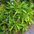 Callisia fragrans Basket Plant – 2 Rooted Live Plants | Inch Plant Indoor Hanging Vine Callisia fragrans Basket Plant – 2 Rooted Live Plants | Inch Plant Indoor Hanging Vine