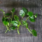 Peperomia ‘Cupid’ – 6 Unrooted Cuttings | Heartleaf Variegated Trailing Houseplant