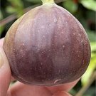 Bensonhurst Purple Tradescantia Cutting – 3+ Nodes, 8in Long Wandering Jew Starter Plant
