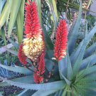 Aloe ‘Tangerine’ Succulent Cuttings – Raw Unrooted Starter for 1G Pot, Easy to Grow