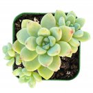Sedum Clavatum Succulent Plant – Fully Rooted Live Indoor Succulent in 2 Inch Pot