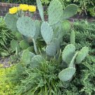 Opuntia Humifusa Pads – Eastern Prickly Pear Cactus 2lbs, Cold Hardy Live Succulent Opuntia Humifusa Pads – Eastern Prickly Pear Cactus 2lbs, Cold Hardy Live Succulent