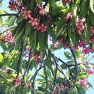Rooted Plumeria ‘Tropic Ice’ Cutting – 17in Hawaiian Frangipani with 1 Tip, Ready to Plant Rooted Plumeria ‘Tropic Ice’ Cutting – 17in Hawaiian Frangipani with 1 Tip, Ready to Plant