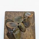 Marcgravia sp. Dark Brown Terrarium Plant – 10-Leaf Cutting for Vivarium or Climbing Wall Marcgravia sp. Dark Brown Terrarium Plant – 10-Leaf Cutting for Vivarium or Climbing Wall
