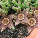 2 Orbea Variegata Lifesaver Plant Cuttings – Rare Succulent with Star Blooms, 3 Inches Each 2 Orbea Variegata Lifesaver Plant Cuttings – Rare Succulent with Star Blooms, 3 Inches Each
