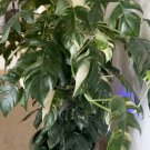 2 Orbea Variegata Cuttings – Lifesaver Plant Succulent, Rare Bloomer, 3 Inch Starter 2 Orbea Variegata Cuttings – Lifesaver Plant Succulent, Rare Bloomer, 3 Inch Starter