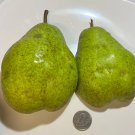 12 Bartlett Pear Tree Cuttings – Pyrus Communis for Rooting or Grafting, Heavy Producer