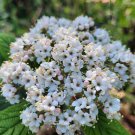6 Viburnum Allegheny Cuttings – Hardy Flowering Shrub for Hedge or Landscape Planting