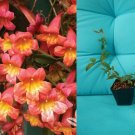 Sedum Burrito Burro’s Tail – Rooted Succulent Set of 2 in 3.5 Inch Pots, Trailing Plant