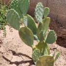 Opuntia Cacanapa ‘Ellisiana’ – Spineless Prickly Pear Cactus Live Pad Cutting, Hardy Plant Opuntia Cacanapa ‘Ellisiana’ – Spineless Prickly Pear Cactus Live Pad Cutting, Hardy Plant