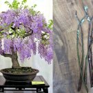 10 Wisteria ‘Blue Moon’ Cuttings – 6–8in Unrooted Vine Tree Starts, Hardy Flowering Plant 10 Wisteria ‘Blue Moon’ Cuttings – 6–8in Unrooted Vine Tree Starts, Hardy Flowering Plant