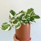 Pearl and Jade Pothos Cutting – 3 Leaf Unrooted Variegated Vine, Rare Indoor Plant