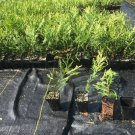 25 Green Giant Thuja Trees – 10–14in Live Potted Evergreens, Fast-Growing Privacy Hedge