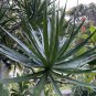 25 Dracaena Marginata Cuttings – Dragon Tree Wholesale Lot, Live Plant Starts for Bonsai