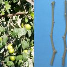 25 Dracaena Marginata Cuttings – Dragon Tree Live Plant Starts, Wholesale Bonsai Lot