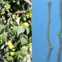 25 Dracaena Marginata Cuttings – Dragon Tree Live Plant Starts, Wholesale Bonsai Lot